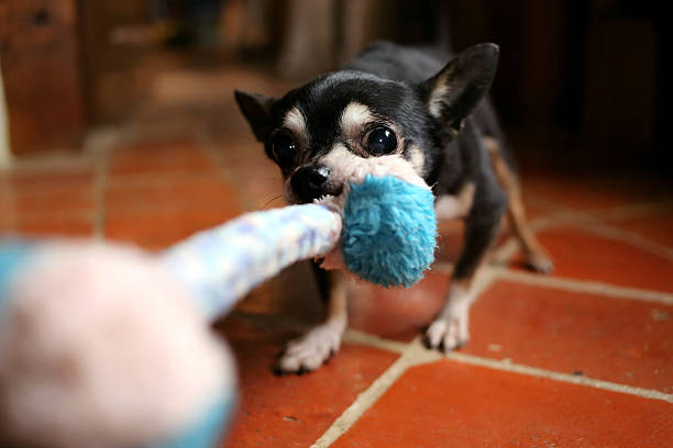 tug of war dogs