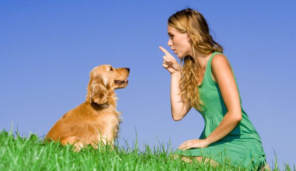 which dogs breeds are smart which dogs breeds are smart