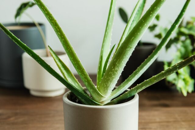 Aloe_good for dogs Aloe good for dogs