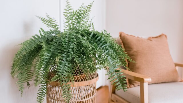 Boston Fern_good for dogs Boston Fern good for dogs