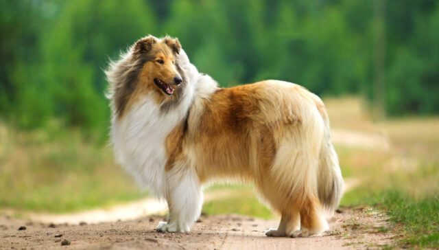 Collie Dog Remembrance