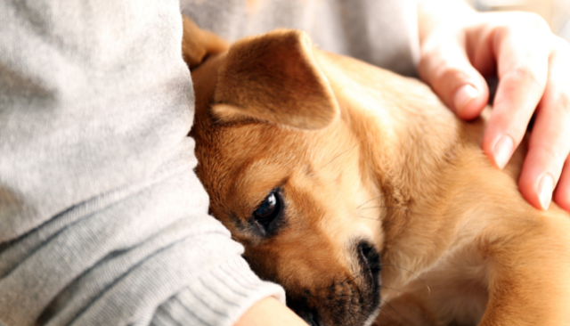Cuddle puppy Cuddle puppy