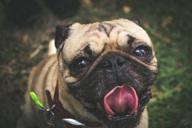Cute Dog Breathing Dog