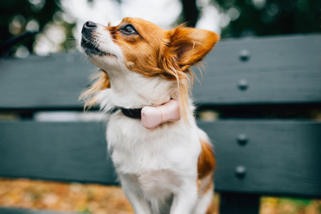 Dog Activity Tracker Dog Gadgets