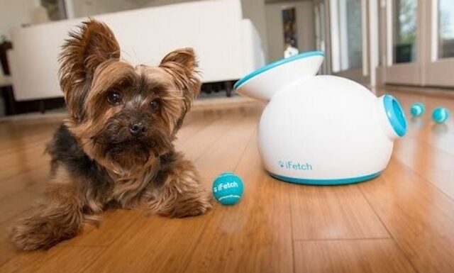 Dog Automatic Dog Launcher Dog Gadgets