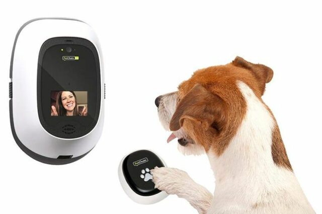 Dog Digital Day Care