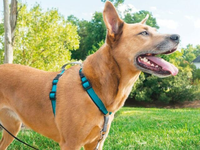 Dog Harness Dog Harness