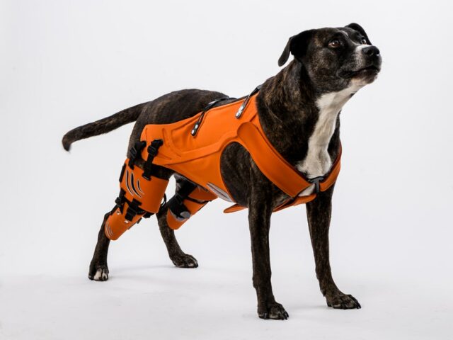 Dog Hip Harness