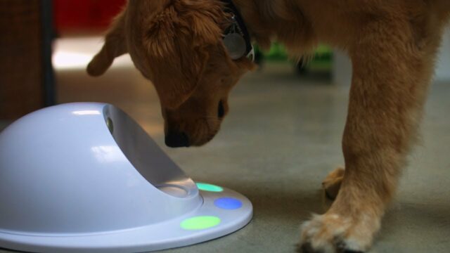 Dog Remote Tracker