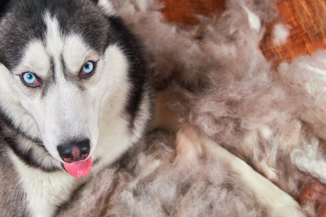 Dog Shedding