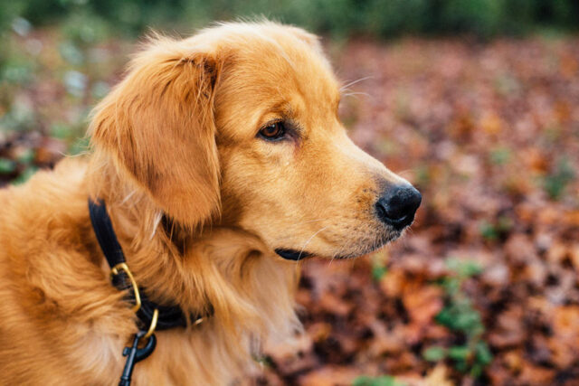 Dog wearing a collar Dog wearing a collar