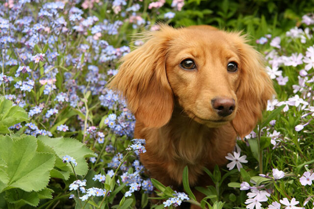 Dogs and flowers Dogs and flowers