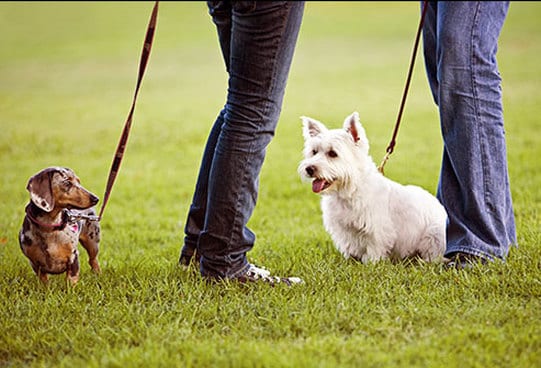Dogs in the park Dogs in the park