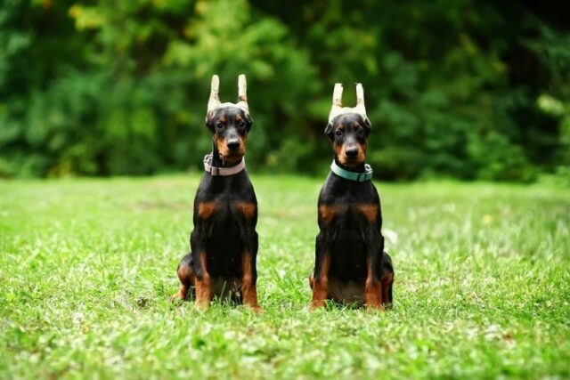 Ear cropping dogs