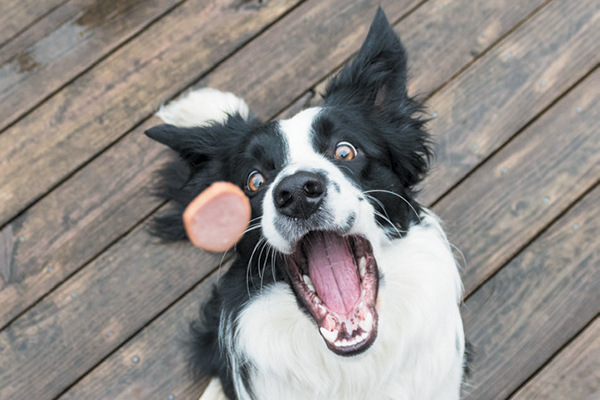 Get dogs moving
