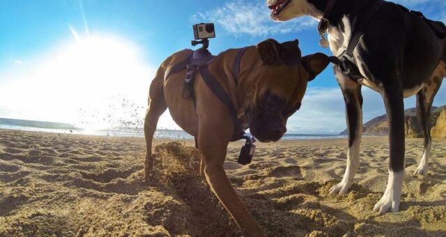 GoPro Pet Harness Dog Gadgets