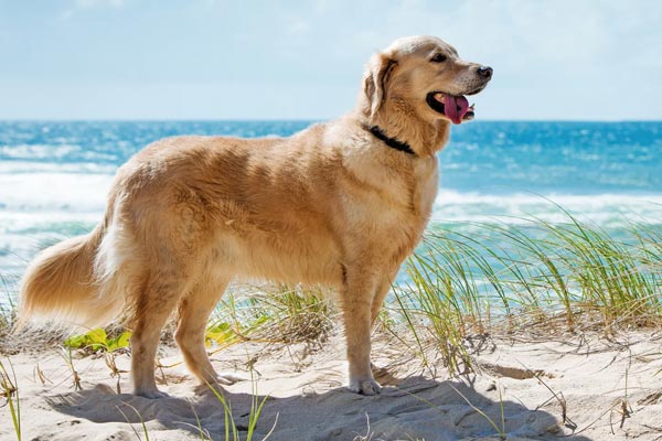 Golden Retriever Dog Remembrance