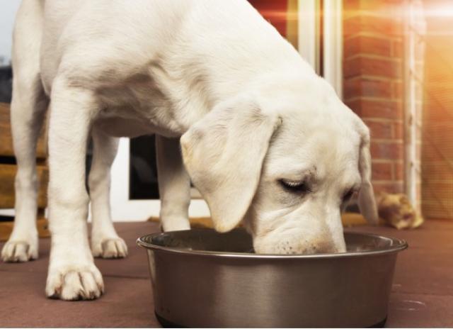 Labrador Puppy Labrador Puppy