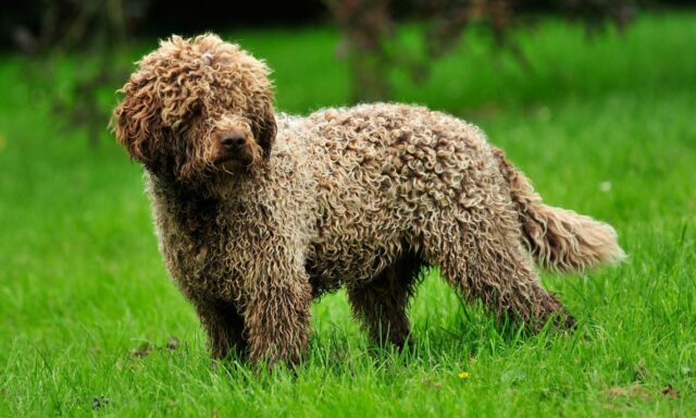 Lagotto Romagnolo