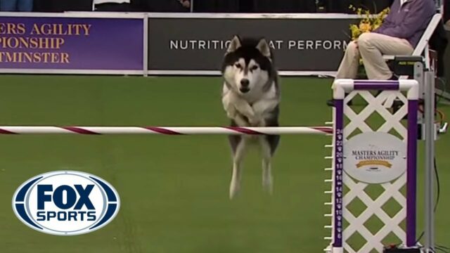 Lobo_Dog Sports