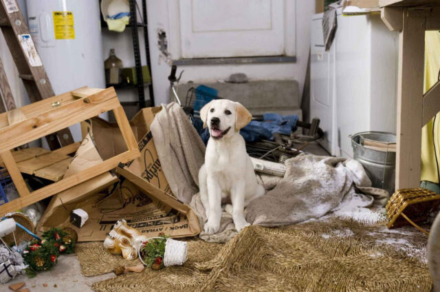 Marley and Me