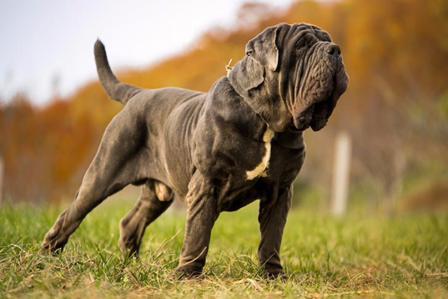 Mastiff