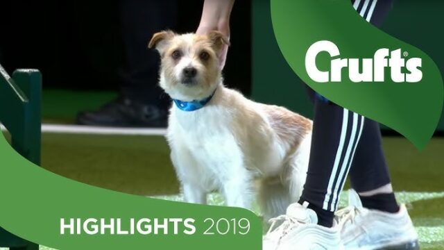 Olly_Dog Sports