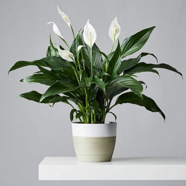 Peace Lily_good for dogs Peace Lily good for dogs