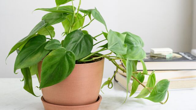Philodendrons_good for dogs Philodendrons good for dogs