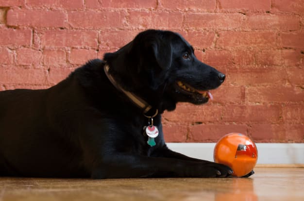 PlayDate Pet Camera Smart Ball