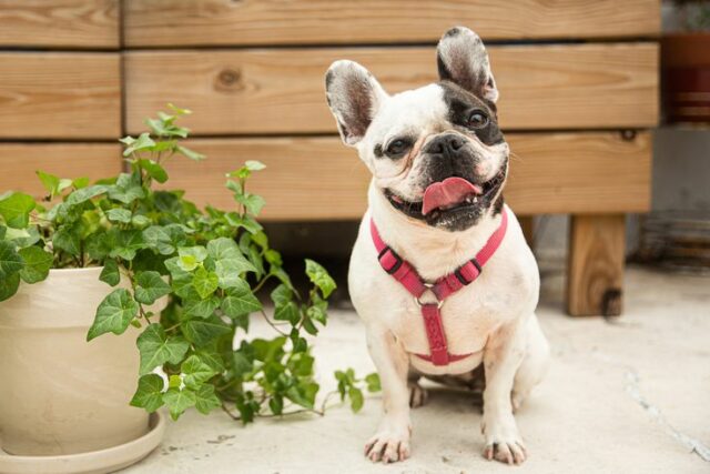 Poisonous plants for dogs Poisonous plants for dogs