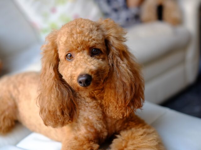 Poodle Hypoallergenic Dog
