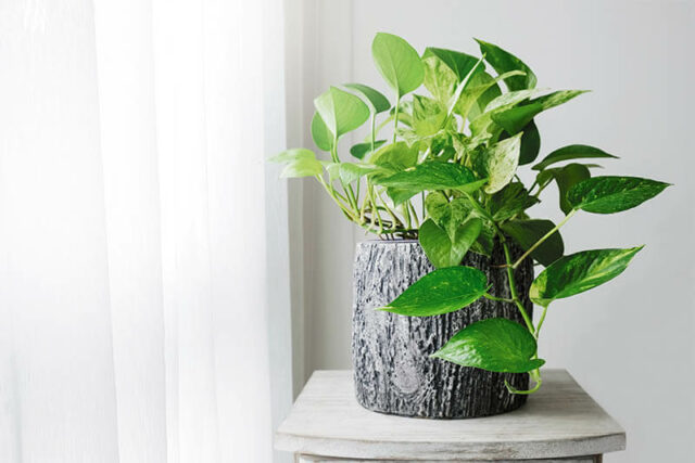 Pothos_good for dogs Pothos good for dogs