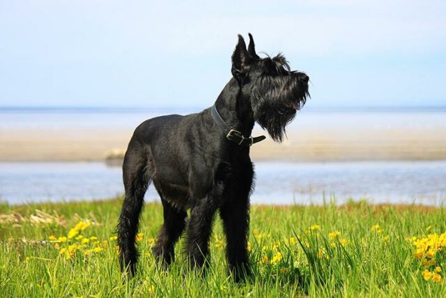 Schnauzer Hypoallergenic Dog
