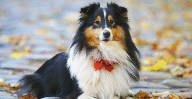 Shetland Sheepdog