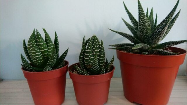 Zebra cactus plant_good for dogs Zebra cactus plant good for dogs
