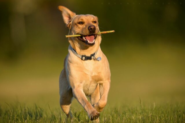 addressing your dogs habits