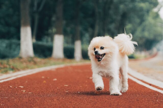 Pomeranian