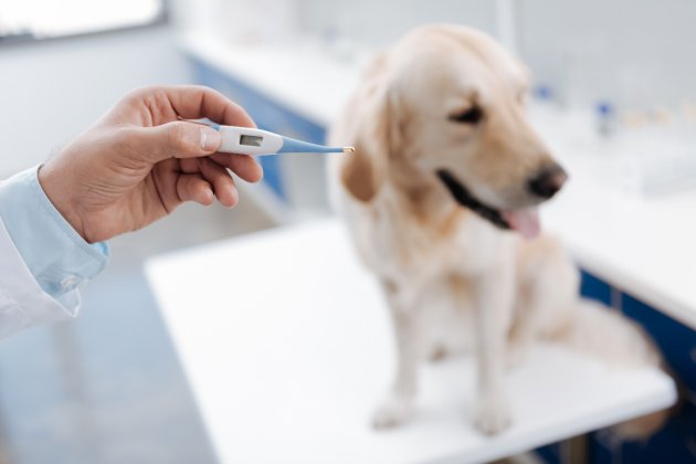 check dog temperature
