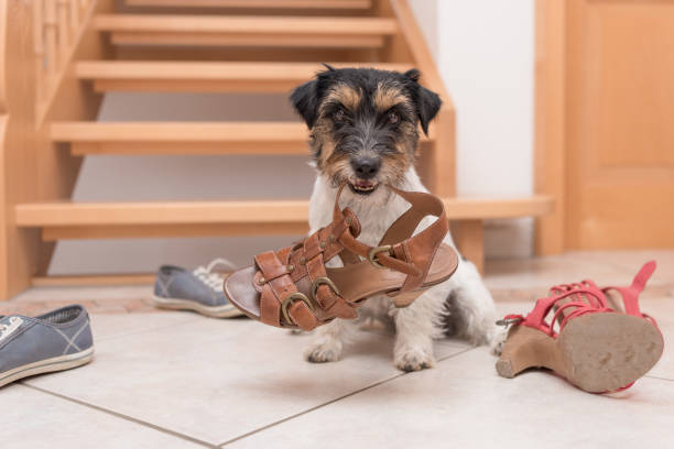 correcting dog behaviour