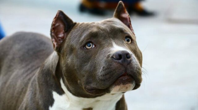 cropped ears dogs