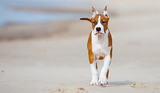 dog ear cropping