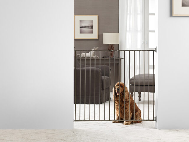 dog gate dog gate