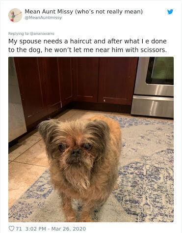 dog groom fail