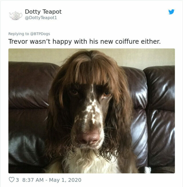 dog groom fail cocker spaniel