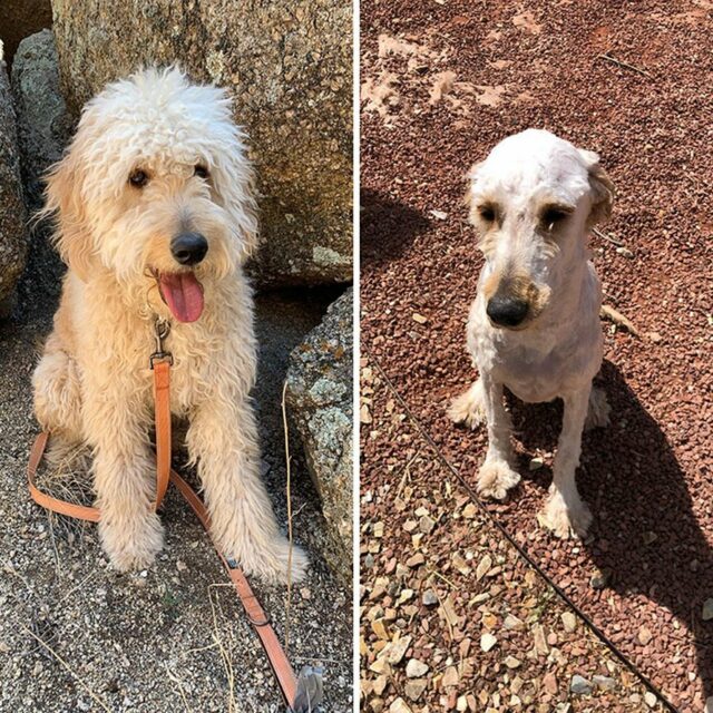 dog groom fail poodle