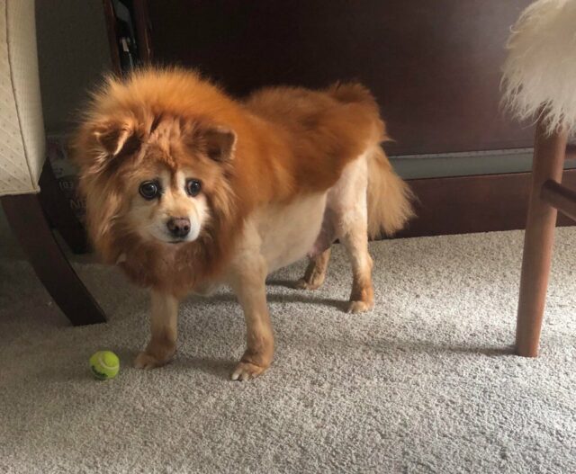 dog groom fail walmart simba