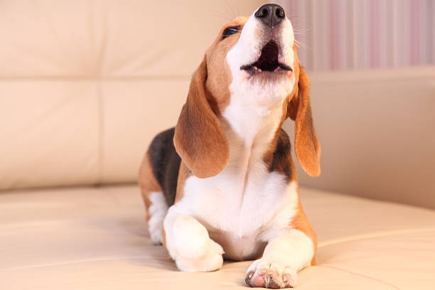 dog howling