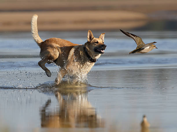 dog in a beach chasing a bird