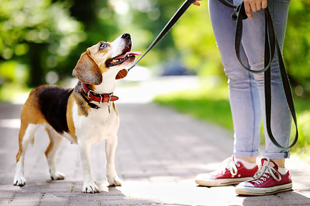 dog in a leash